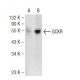 GCKR Antibody (B-9) - Western Blotting - Image 109175