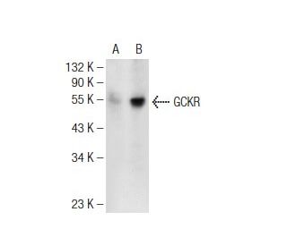 GCKR Antibody (B-9) - Western Blotting - Image 109175Each CRISPR/Cas9 Knockout (KO) Plasmid product consists of a pool of 3 plasmids designed to ensure identification and cleavage of a specific gene for maximum knockout efficiency. Each plasmid encodes a unique 20 nt sequence derived from the GeCKO (v2) library. 