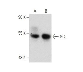GCL Antibody (B-4) - Western Blotting - Image 134602