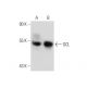 GCL Antibody (B-4) - Western Blotting - Image 134602