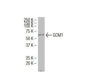 GCM1 Antibody (R-06) - Western Blotting - Image 34535 