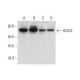 GCM2 Antibody (C-2) - Western Blotting - Image 331142 