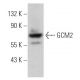 GCM2 Antibody (C-2) - Western Blotting - Image 365938 