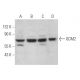 GCM2 Antibody (C-2) - Western Blotting - Image 365943