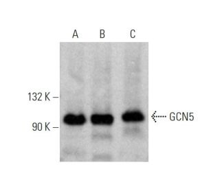 western blotting image from recommended GCN5 (A-11) monoclonal antibody replacement. Image 346633