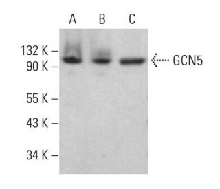 GCN5 Antibody (A-11) - Western Blotting - Image 381265