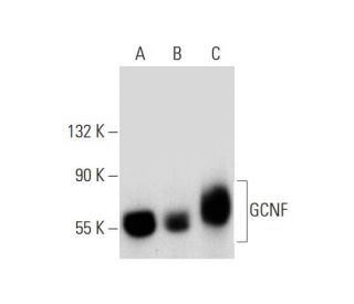 GCNF Antibody (B-2) - Western Blotting - Image 135996 