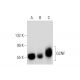 GCNF Antibody (B-2) - Western Blotting - Image 135996 