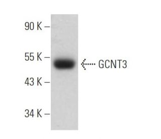 GCNT3 Antibody (D-7) - Western Blotting - Image 367735 