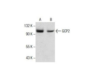 GCP2 Antibody (D-5) - Western Blotting - Image 286109 