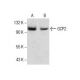 GCP2 Antibody (D-5) - Western Blotting - Image 286109 