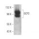 GCP2 Antibody (D-5) - Western Blotting - Image 366996 