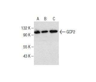 GCP2 Antibody (F-3) - Western Blotting - Image 281785 