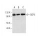 GCP2 Antibody (F-3) - Western Blotting - Image 281785 