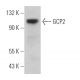 GCP2 Antibody (F-3) - Western Blotting - Image 367002