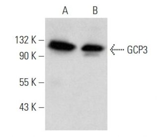 GCP3 Antibody (C-3) - Western Blotting - Image 353729 
