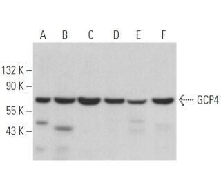 GCP4 Antibody (D-5) - Western Blotting - Image 371570 