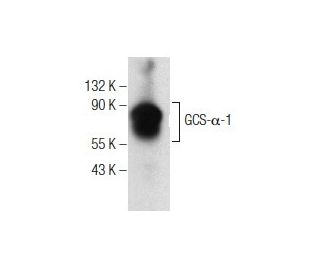 GCS-&alpha;-1 Antibody (D-9) - Western Blotting - Image 155826 