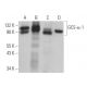 GCS-α-1 Antibody (D-9) - Western Blotting - Image 365130