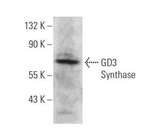 GD3 Synthase Antibody (B-11) - Western Blotting - Image 359392 