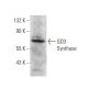 GD3 Synthase Antibody (B-11) - Western Blotting - Image 359392 