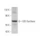 GD3 Synthase Antibody (B-11) - Western Blotting - Image 374504