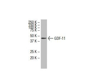 GDF-11 Antibody (X-19) - Western Blotting - Image 33602 
