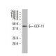GDF-11 Antibody (X-19) - Western Blotting - Image 33602 