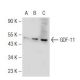 GDF-11 Antibody (X-19) - Western Blotting - Image 126047