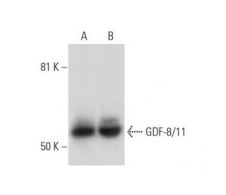 GDF-8/11 Antibody (H-9) - Western Blotting - Image 294668