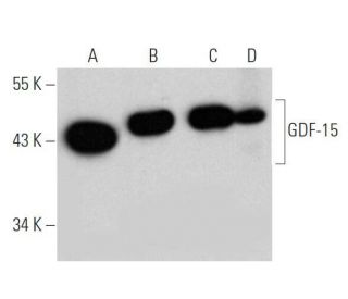 GDF-15 Antibody (H-2) - Western Blotting - Image 356257