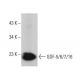 GDF-5/6/7/16 Antibody (A-2) - Western Blotting - Image 382580 