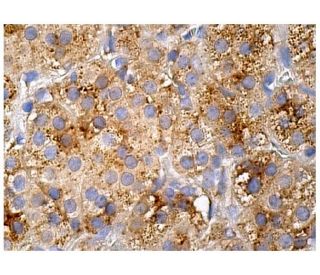 immunohistochemistry image from recommended GDF-5 (A-10) monoclonal antibody replacement. Image 160177