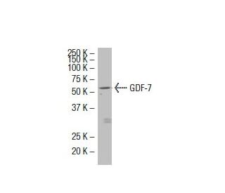 GDF-7 Antibody (AA-9) - Western Blotting - Image 33601