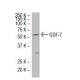 GDF-7 Antibody (AA-9) - Western Blotting - Image 33601