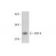 GDF-8/11 Antibody (A-1) - Western Blotting - Image 303777