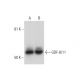 western blotting image from recommended GDF-8/11 (H-9) monoclonal antibody replacement. Image 294668