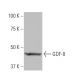 GDF-8 Antibody (1L4) - Western Blotting - Image 64945 