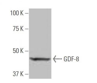 western blotting image from recommended GDF-8 (1L4) monoclonal antibody replacement. Image 64945