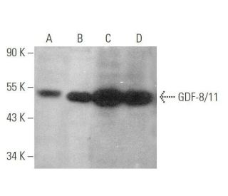 GDF-8/11 Antibody (A-1) - Western Blotting - Image 349952