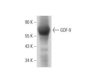 western blotting image from recommended GDF-9 (C-6) monoclonal antibody replacement. Image 333597