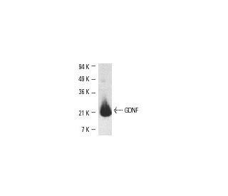 western blotting image from recommended GDNF (B-8) monoclonal antibody replacement. Image 4390