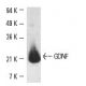 western blotting image from recommended GDNF (B-8) monoclonal antibody replacement. Image 4390