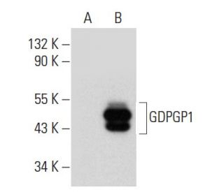 GDPGP1 Antibody (H-2) - Western Blotting - Image 317953