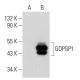 GDPGP1 Antibody (H-2) - Western Blotting - Image 317953