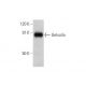 Gelsolin Antibody (F-3) - Western Blotting - Image 353422 