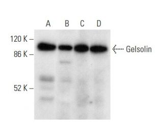 Gelsolin Antibody (H-5) - Western Blotting - Image 303430 