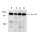 Gelsolin Antibody (H-5) - Western Blotting - Image 303430 