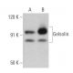 Gelsolin Antibody (H-5) - Western Blotting - Image 358553