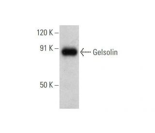 Gelsolin Antibody (F-3) - Western Blotting - Image 353422